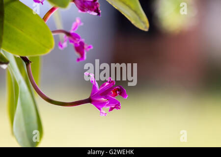 Asuncion, Paraguay. Juni 2016. Rot in rosa, lila Cattleya Orchideenblüten, gesehen an sonnigen Tagen in Asuncion, Paraguay. Quelle: Andre M. Chang/Alamy Live News Stockfoto