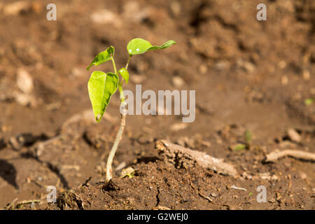 Asuncion, Paraguay. Juni 2016. Junge Papaya-Pflanze, die im Boden wächst, wird an sonnigen Tagen in Asuncion, Paraguay, gesehen. Quelle: Andre M. Chang/Alamy Live News Stockfoto