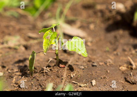 Asuncion, Paraguay. Juni 2016. Junge Papaya-Pflanze, die im Boden wächst, wird an sonnigen Tagen in Asuncion, Paraguay, gesehen. Quelle: Andre M. Chang/Alamy Live News Stockfoto