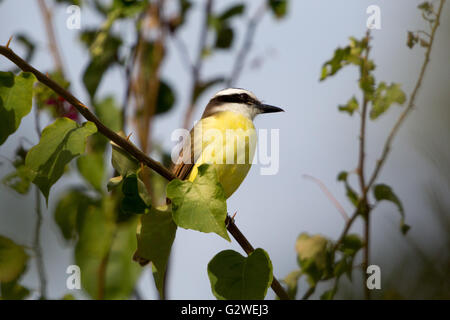 Asuncion, Paraguay. Juni 2016. Der Passerinvogel (Pitangus suluratus) sitzt auf einem Ast, wird an sonnigen Tagen in Asuncion, Paraguay, gesehen. Anm.: Andre M. Chang/Alamy Live News Stockfoto