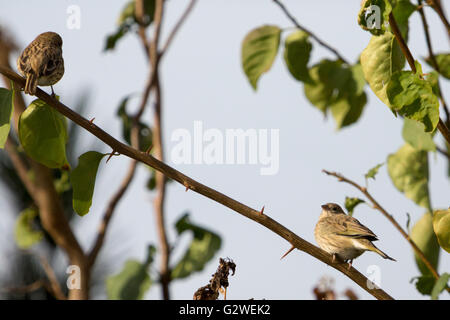 Asuncion, Paraguay. Juni 2016. Zwei weibliche safranfinkenvögel (Sicalis flaveola), die auf einem Ast sitzen, werden an sonnigen Tagen in Asuncion, Paraguay, beobachtet. Anm.: Andre M. Chang/Alamy Live News Stockfoto