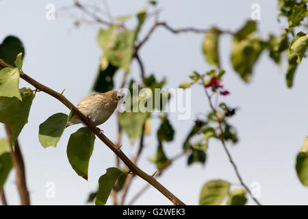 Asuncion, Paraguay. Juni 2016. Ein weiblicher safranfink (Sicalis flaveola), der auf einem Ast sitzt, wird an sonnigen Tagen in Asuncion, Paraguay, beobachtet. Anm.: Andre M. Chang/Alamy Live News Stockfoto