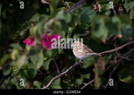 Asuncion, Paraguay. Juni 2016. Ein weiblicher safranfink (Sicalis flaveola), der auf einem Ast sitzt, wird an sonnigen Tagen in Asuncion, Paraguay, beobachtet. Anm.: Andre M. Chang/Alamy Live News Stockfoto