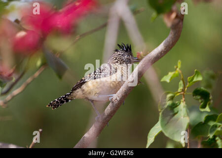 Asuncion, Paraguay. Juni 2016. Ein männlicher Passerinvogel (Thamnophilus doliatus), der auf einem Ast sitzt, wird an sonnigen Tagen in Asuncion, Paraguay, beobachtet. Anm.: Andre M. Chang/Alamy Live News Stockfoto