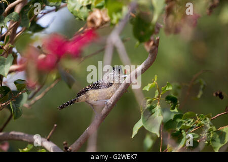 Asuncion, Paraguay. Juni 2016. Ein männlicher Passerinvogel (Thamnophilus doliatus), der auf einem Ast sitzt, wird an sonnigen Tagen in Asuncion, Paraguay, beobachtet. Anm.: Andre M. Chang/Alamy Live News Stockfoto