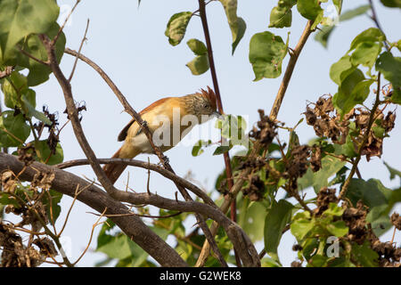 Asuncion, Paraguay. Juni 2016. Ein weiblicher, gegrillter Vorläufer (Thamnophilus doliatus), der auf einem Ast sitzt, wird an sonnigen Tagen in Asuncion, Paraguay, beobachtet. Anm.: Andre M. Chang/Alamy Live News Stockfoto