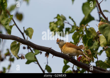 Asuncion, Paraguay. Juni 2016. Ein weiblicher, gegrillter Vorläufer (Thamnophilus doliatus), der auf einem Ast sitzt, wird an sonnigen Tagen in Asuncion, Paraguay, beobachtet. Anm.: Andre M. Chang/Alamy Live News Stockfoto