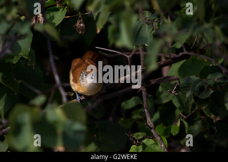 Asuncion, Paraguay. Juni 2016. Ein weiblicher, gegrillter Vorläufer (Thamnophilus doliatus), der auf einem Ast sitzt, wird an sonnigen Tagen in Asuncion, Paraguay, beobachtet. Anm.: Andre M. Chang/Alamy Live News Stockfoto