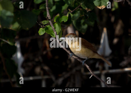 Asuncion, Paraguay. Juni 2016. Ein weiblicher, gegrillter Vorläufer (Thamnophilus doliatus), der auf einem Ast sitzt, wird an sonnigen Tagen in Asuncion, Paraguay, beobachtet. Anm.: Andre M. Chang/Alamy Live News Stockfoto