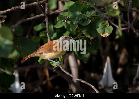 Asuncion, Paraguay. Juni 2016. Ein weiblicher, gegrillter Vorläufer (Thamnophilus doliatus), der auf einem Ast sitzt, wird an sonnigen Tagen in Asuncion, Paraguay, beobachtet. Anm.: Andre M. Chang/Alamy Live News Stockfoto