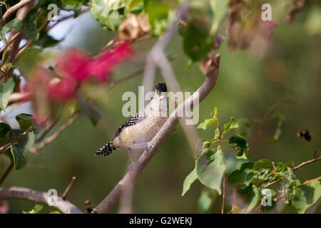 Asuncion, Paraguay. Juni 2016. Ein männlicher Passerinvogel (Thamnophilus doliatus), der auf einem Ast sitzt, wird an sonnigen Tagen in Asuncion, Paraguay, beobachtet. Anm.: Andre M. Chang/Alamy Live News Stockfoto