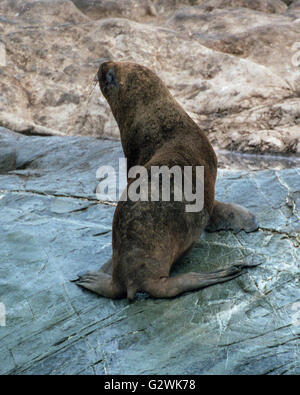 Tierra Del Fuego, Argentinien. 4. März 2003. Ein Stier südamerikanischer Seebär (Arctocephalus Australis), auf einer Felseninsel des Beagle-Kanals in Tierra Del Fuego Archipel in der Nähe der Stadt Ushuaia. Im südlichen Teil von Südamerika ist der Tourismus eine beliebte wachsenden Sektor der Wirtschaft. © Arnold Drapkin/ZUMA Draht/Alamy Live-Nachrichten Stockfoto