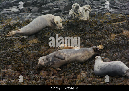 Erwachsene Kegelrobben und Welpe ruht auf den Farne Islands, Northumberland, England Stockfoto