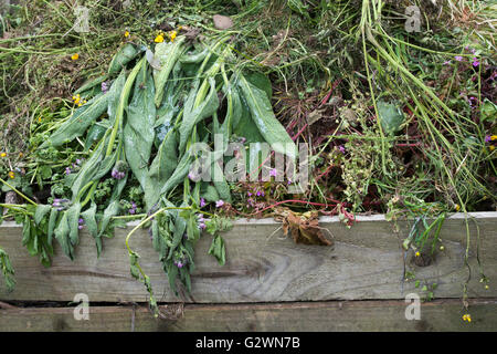 Verrottenden Gartenabfällen auf einem Komposthaufen, die mit Holzbohlen Stockfoto