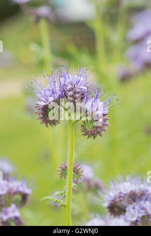 Phacelia tanacetifolia. Fiddleneck Stockfoto