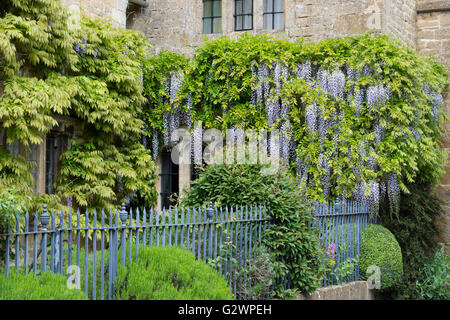 Wisteria Floribunda auf der Vorderseite einer Hütte in Stanton, Gloucestershire, England Stockfoto