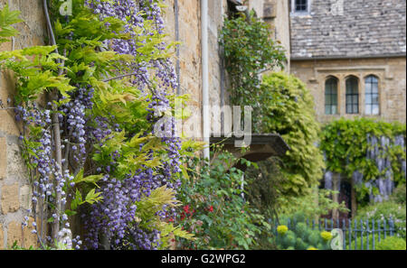 Wisteria Floribunda auf der Vorderseite einer Hütte in Stanton, Gloucestershire, England Stockfoto