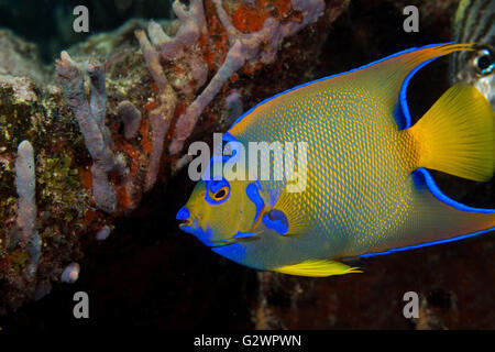 Eine fortgeschrittene Königin-Kaiserfisch (Holacanthus Ciliaris), eines der bunter Fisch auf der Coral reef. Stockfoto
