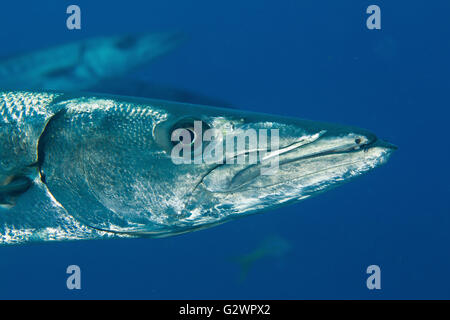Nahaufnahme von einem großen Barracuda (größten Barracuda), Key Largo, Florida. Stockfoto