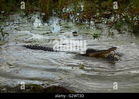 Ein Salzwasser-Krokodil (Crocodylus Porosus) Essen eine Olive Python-Schlange in West Arnhemland, Northern Territory, Australien Stockfoto