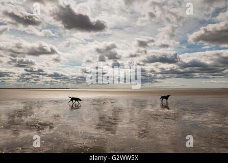 Zwei Hunde auf Morecambe Bay Sands, England Stockfoto