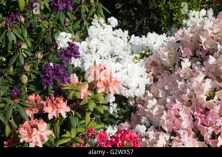 Rhododendren & Azaleen Stockfoto