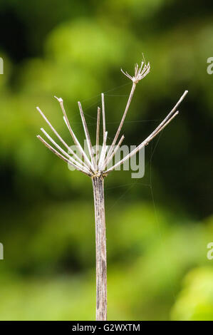 Einem einzigen toten Kopf des Queen Anne es Lace (Daucus Carota) steht unter grün. Washington, Vereinigte Staaten von Amerika. Stockfoto