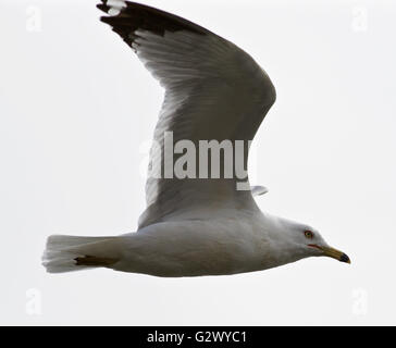 Erstaunliche isoliert Foto der Möwe am Himmel Stockfoto