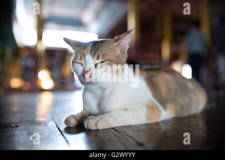 Katze schläft auf Nga Phe Kyaung Kloster, Inle-See, Shan State in Myanmar Stockfoto