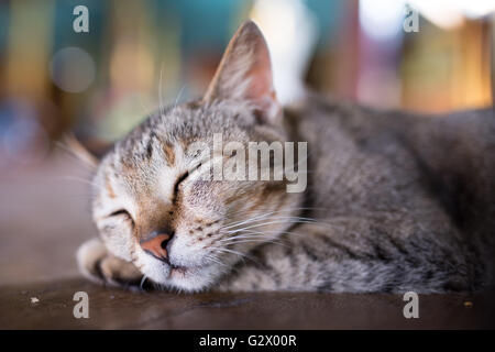 Katze schläft auf Nga Phe Kyaung Kloster, Inle-See, Shan State in Myanmar Stockfoto