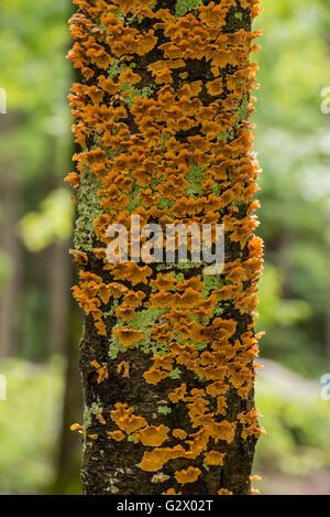 Flockige Orange Pilz wächst auf Baumstamm im Sommer Wald Stockfoto