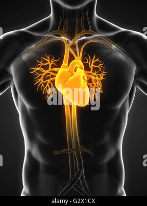 Anatomie des menschlichen Herzens Stockfoto