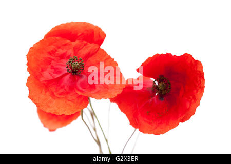 Reihe von helle rote Mohnblumen auf Wjite Hintergrund isoliert Stockfoto