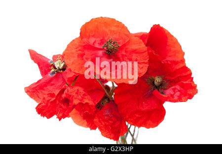 leuchtend rote Mohnblume auf Wjite Hintergrund isoliert Stockfoto