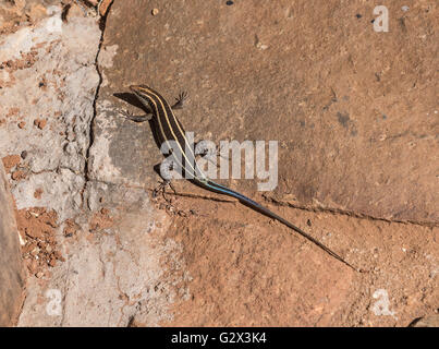 Regenbogen-Skink auf Gestellen oberhalb der Batoka Schlucht-Simbabwe Stockfoto