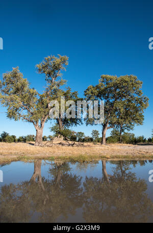 Bäume spiegeln sich in einer Wasserstelle in der Nähe von Nehimba in Hwange Nationalpark Simbabwe Stockfoto