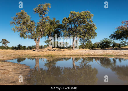 Jackalberry Bäume spiegeln sich in einer Wasserstelle in der Nähe von Nehimba in Hwange National Park Stockfoto