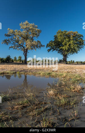 Eine Wasserstelle in der Nähe von Nehimba in Hwange Nationalpark Simbabwe Stockfoto