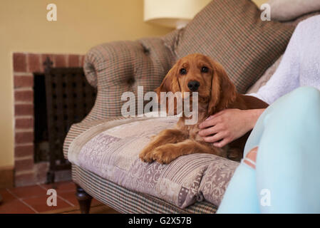 Nahaufnahme von Cocker Spaniel Besitzer kuscheln Hund auf Sofa Stockfoto