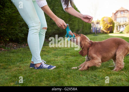 Cocker Spaniel Welpen Kauen Spielzeug im Garten Stockfoto