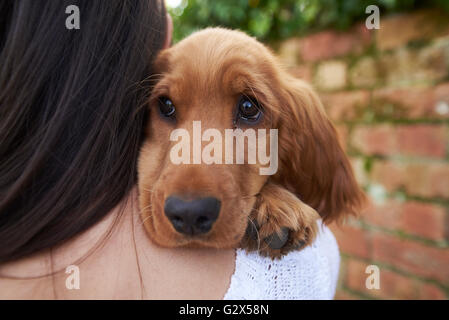 Cocker Spaniel Eigentümer halten Hund auf Outdoor-Spaziergang Stockfoto