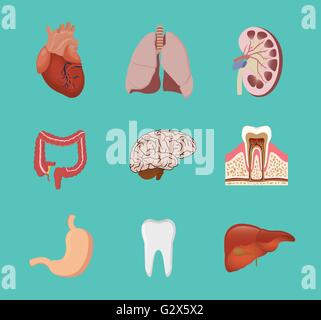 menschliche Anatomie Orgel Herz Lunge Niere Gehirn Zahn Magen Leber Vektorgrafik Stock Vektor