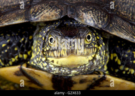 Europäische Sumpfschildkröte (Emys Orbicularis) Stockfoto