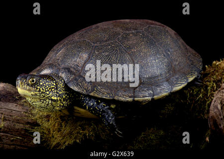 Europäische Sumpfschildkröte (Emys Orbicularis) Stockfoto