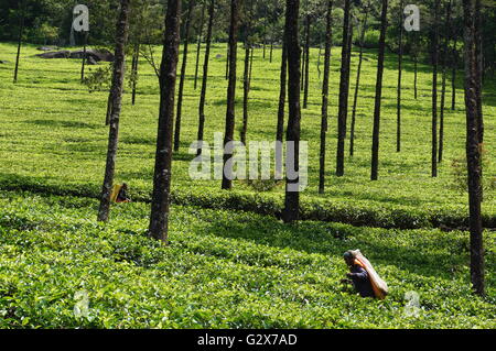 Eine Frau nimmt Blätter in einer Teeplantage in Zentral-Sri-Lankas. Stockfoto