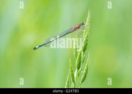 Makro Nahaufnahme von einer weiblichen blau-tailed Damselfly (Ischnura Elegans) in der Form saniert ruht auf dem Rasen in eine bunte Wiese. Stockfoto