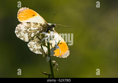 Männliche Orange Tipp Schmetterling (Anthocharis Cardamines Nectaring auf Knoblauchsrauke (Alliaria Petiolata), Cambridgeshire, England Stockfoto