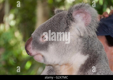 Koala (Phascolarctos cinereus) im Lone Pine Koala Sanctuary, Feigenbaum Pocket, Brisbane, Queensland, Australien Stockfoto