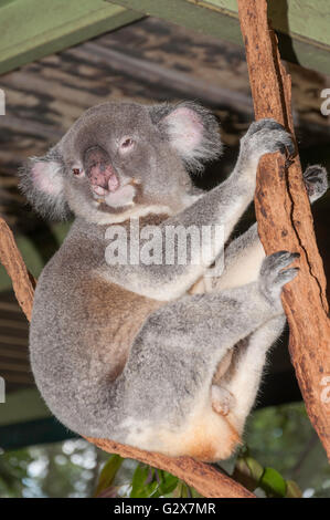 Koala (Phascolarctos cinereus) im Lone Pine Koala Sanctuary, Feigenbaum Pocket, Brisbane, Queensland, Australien Stockfoto