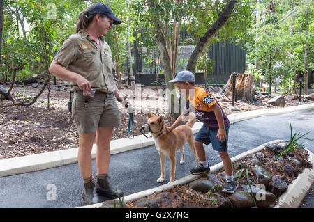 Parkführer mit australischen Dingo im Lone Pine Koala Sanctuary, Fig Tree Pocket, Brisbane, Queensland, Australien Stockfoto